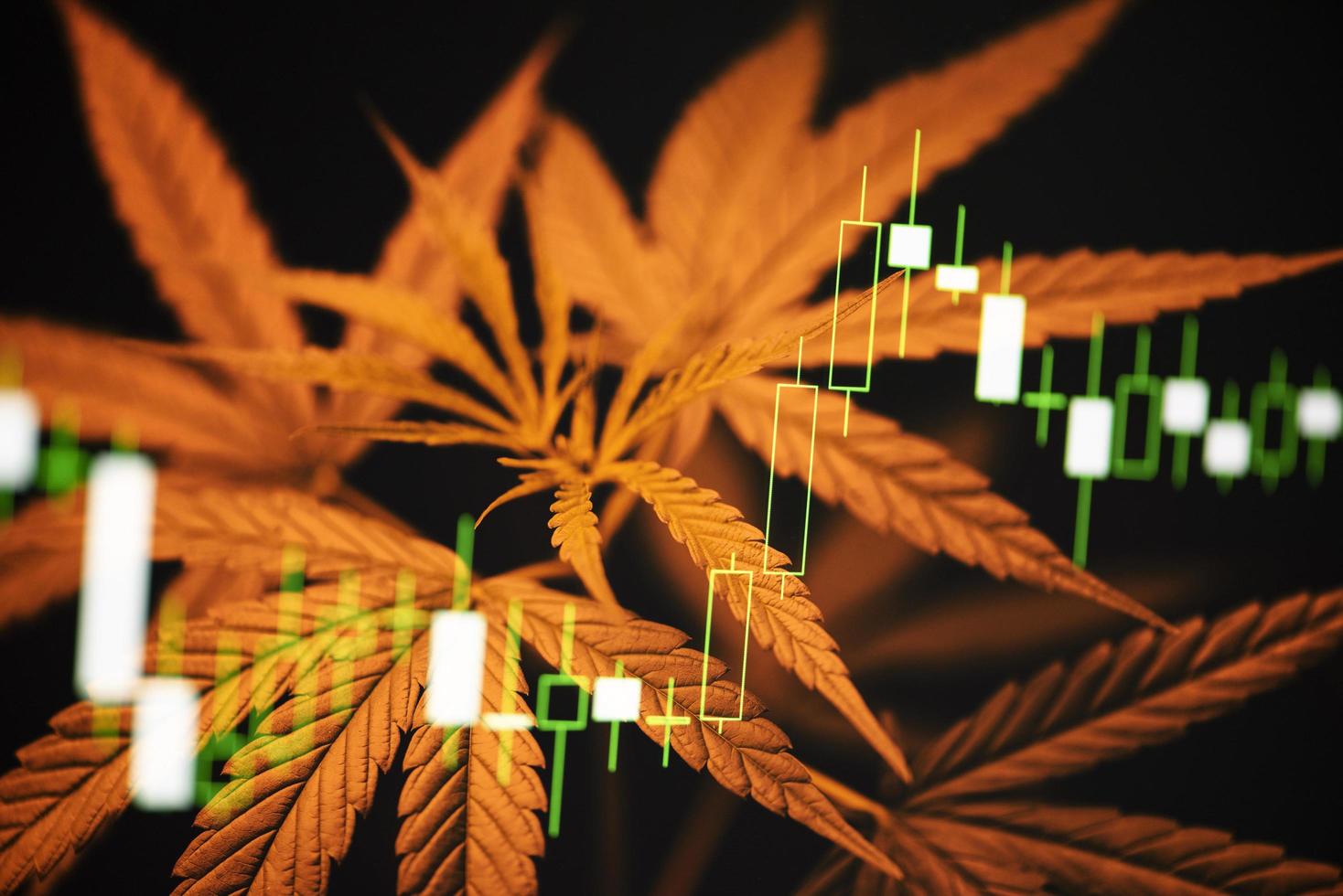 Přehled tržeb a produkce Cannabis v USA za rok 2021