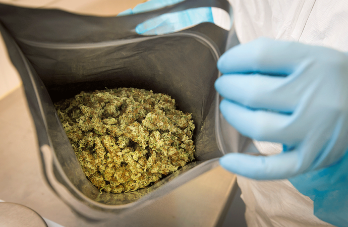 Benzinga.com: Politické hry za českým návrhem Cannabis legalizace