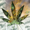 Cannabis akcie které posílili a které oslabili 2.6.2023