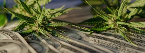 Analytici odhadují letošní tržby Aurora Cannabis ve výši 171,51 milionu dolarů