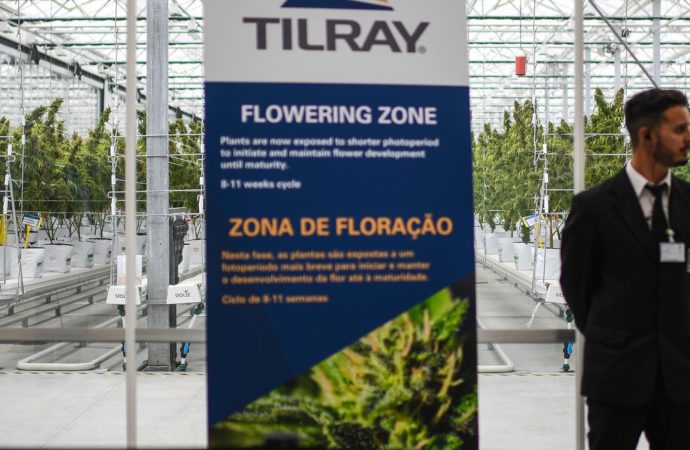 Tilray Brands získává 40 % podílu na kanadském trhu s konopnými nápoji