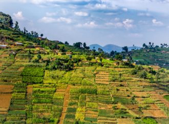 Rwanda začíná s produkcí konopí