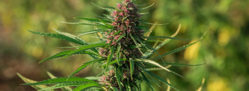 Yahoo.com: Top 20 zemí, kde je Cannabis legální 2023