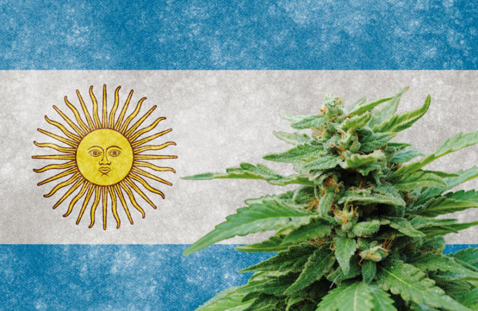 Argentina zařazuje marihuanu do nové právní kategorie rostlinných produktů na bázi konopí