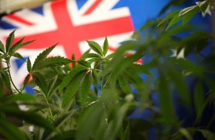 Australská lékařská komise se postavila proti legalizaci rekreační marihuany