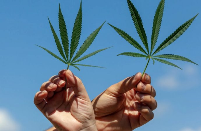Softsecrets.com: Na Mauriciu startuje pokus s léčebnou marihuanou
