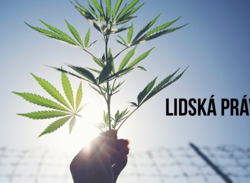 Denik.cz: Marihuana patří na pulty