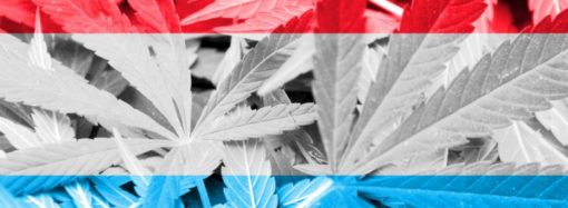 Newsweed.fr: Haag se chce podílet na experimentování legální Cannabis produkce pro coffeeshopy