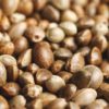 Hemptoday.net: Podle zprávy Canxchange Q2 jsou evropské zásoby konopného zrna „vyčerpané“