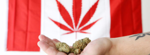 Bnnbloomberg.ca: Po zprávách, že USA mohou zmírnit omezení marihuany, kanadské zásoby marihuany narůstají