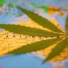 Australské perspektivy na Cannabis se mění, konopný sektor čelí neúspěchu!