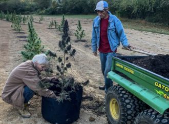 V Severní Karolíně bude kmen Cherokee hlasovat o legalizaci rekreačního konopí