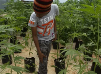 Malawi – Velké naděje Cannabis farmářů se nenaplňují