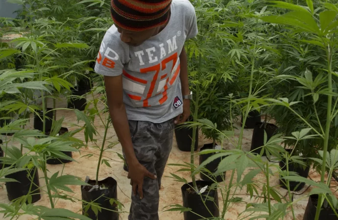 Malawi – Velké naděje Cannabis farmářů se nenaplňují