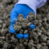 Benzinga.com: Cannabis farmáři v New Yorku mohou kvůli nedostatku maloobchodních prodejen vysypat 125 tun trávy