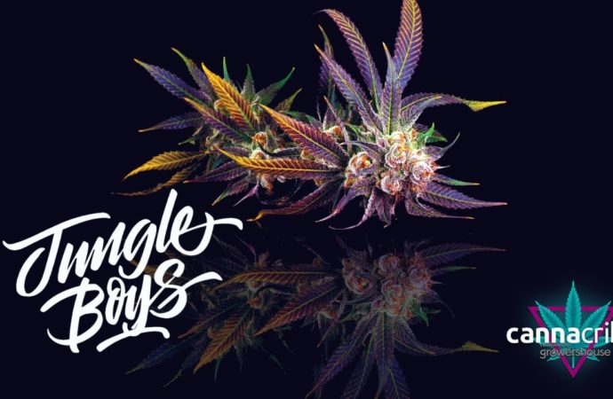 Jungle Boys – Cannabis Legenda z Los Angeles
