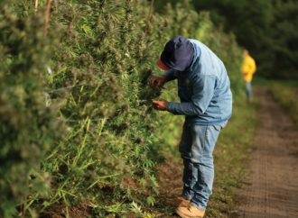 Kolumbijský senát odmítl zákon o legalizaci prodeje rekreačního konopí