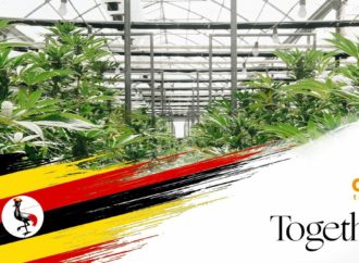 Německo: Rozhovor s Cantourage, producentem a distributorem Cannabis