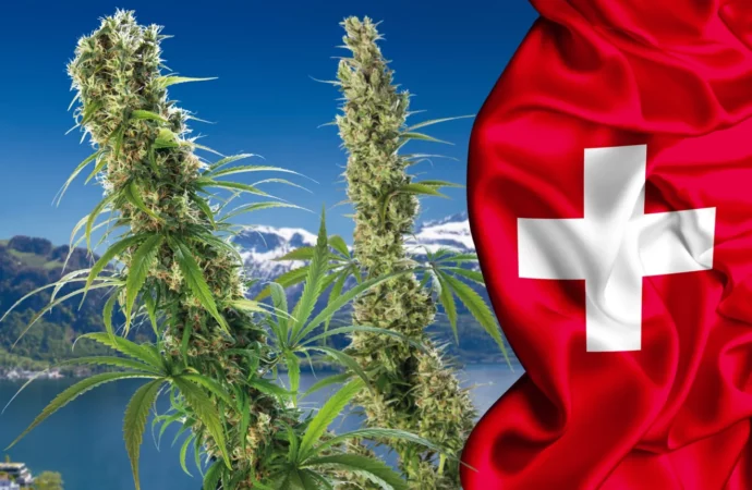 Švýcarsko: Konopí je nejoblíbenější nelegální rekreační látka v Evropě