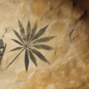 Cannabis: Stigmatized Wonder Drug (Video dokument)