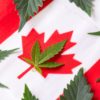 Lethbridgenewsnow.com: Kanadské Cannabis společnosti začínají jásat, ..senátní výbor prosazuje reformy financování konopí