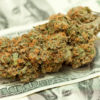 420intel.com: Zpráva uvádí že v srpnu byl na Floridě prodej marihuany za 92 milionů dolarů