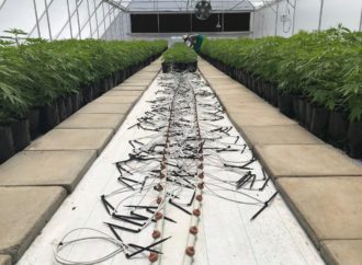 JAR – Díky celosvětovému růstu poptávky rozšiřuje Cannabis kultivátor se sídlem v Lesothu svou produkci (Foto)