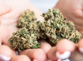 Cbc.ca: Cannabis je silnější než kdy jindy, ale náš mozek nemusí tolik ovlivnit: 6 překvapivých faktů o konopí