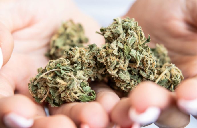 Cbc.ca: Cannabis je silnější než kdy jindy, ale náš mozek nemusí tolik ovlivnit: 6 překvapivých faktů o konopí