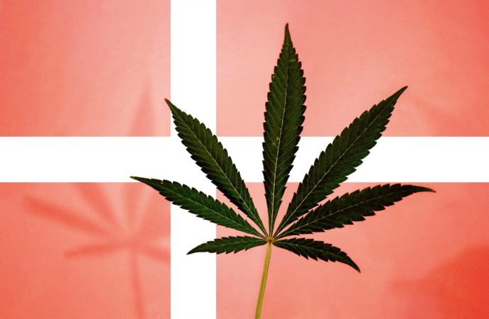 Businessofcannabis.com: Dánský pilotní program léčebného konopí zaznamenal za poslední rok 90% nárůst