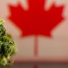 Cbc.ca: Kanada – Cannabis průmysl žádá uvolnění pravidel pro společné reklamy a propagaci v obchodech