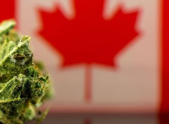 Newsweed.fr: V Kanadě nyní 73 % marihuany pochází z legálních zdrojů