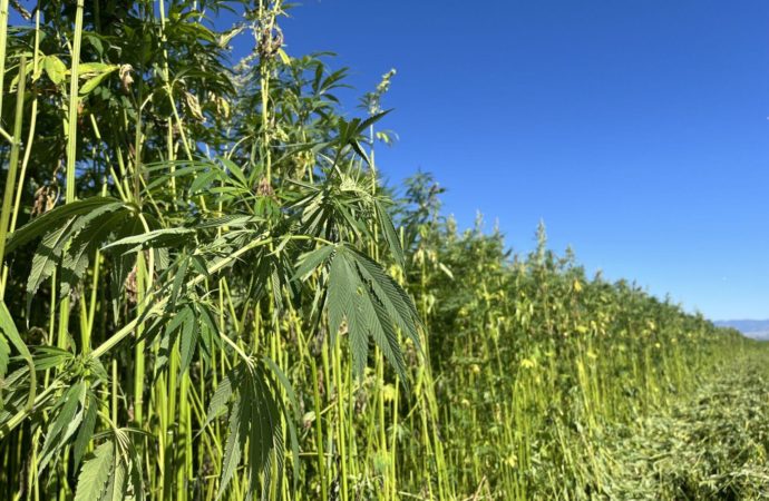 Denik.cz: Studenti Střední zemědělské školy Tábor pracovali na farmách ve Slovinsku