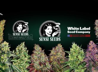 Sensiseeds.com: Nejlepší Cannabis odrůdy ve Velké Británii