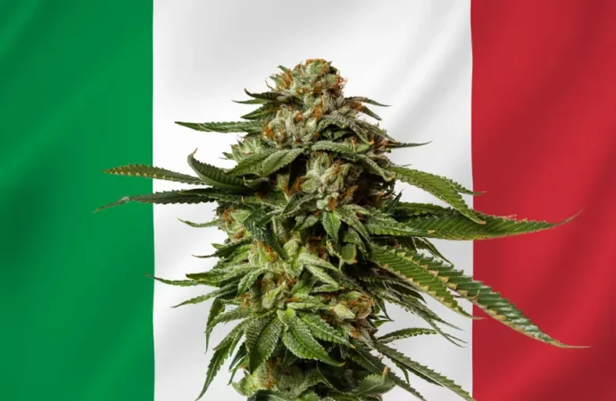 Newsweed.fr: Italský projekt referenda za legalizaci konopí nasbíral za týden 20 000 podpisů