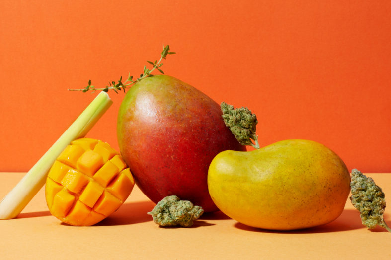 Chuť a energie: Mango jako afrodiziakum, rozmanitost chutí a tajemství zdroje energie
