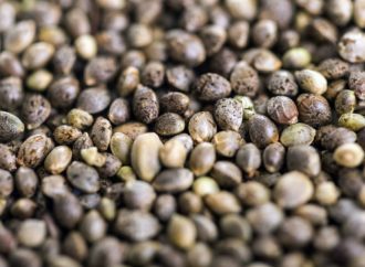 Benzigna.com: Debata o konopí v New Yorku: Guvernér Hochul odmítá konopné semínko v krmivu pro zvířata