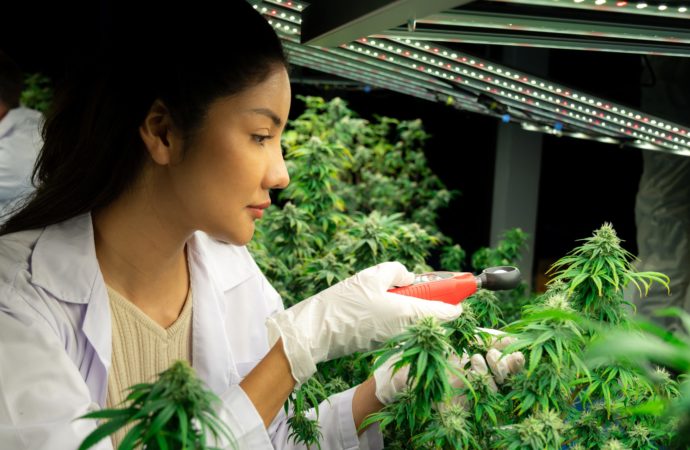 Benzinga.com: Nová éra Cannabis v Pensylvánii: Pěstitelé budou prodávat přímo pacientům, výdejny budou pěstovat vlastní trávu