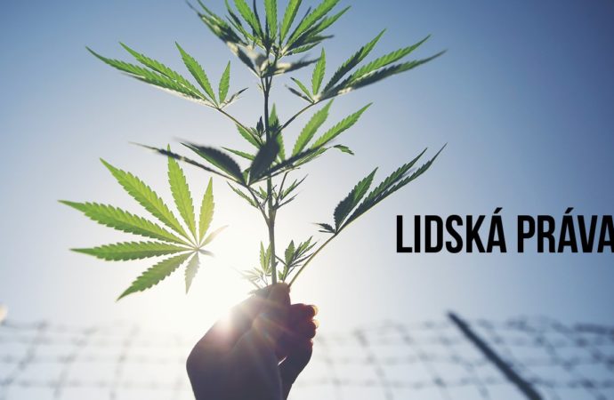 Vládní návrh ke konopí: Piráti vyjednali samopěstování i Cannabis cluby, dále ale prosazují regulovaný trh