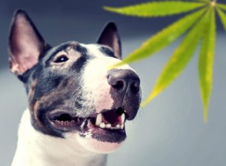 Cannabissciencetech.com: Výsledky výzkumu konopí pro veterinární použití v Argentině