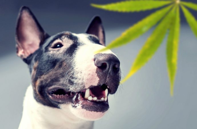 Cannabissciencetech.com: Výsledky výzkumu konopí pro veterinární použití v Argentině