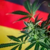 Businessofcannabis.com: Co se děje a proč je nyní německý návrh Cannabis zákona na hraně?