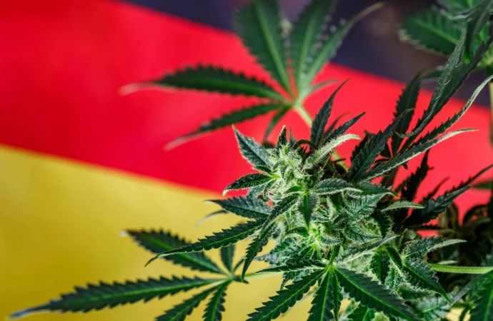 Německo zlegalizovalo rekreační užívání marihuany!