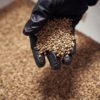 Hemptoday.net: Kanaďané nadále dominují americkému trhu s konopnými semeny, dovoz v roce 2023 činí 55 milionů dolarů