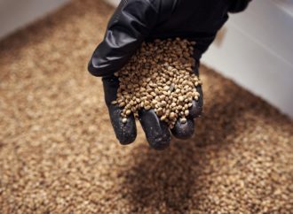 Hemptoday.net: Kanaďané nadále dominují americkému trhu s konopnými semeny, dovoz v roce 2023 činí 55 milionů dolarů
