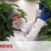 Jak v Holandsku vzniká první legální Cannabis (Video)