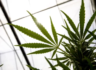 Cannabissciencetech.com: Legalizace konopí v Německu čeká nová kontrola