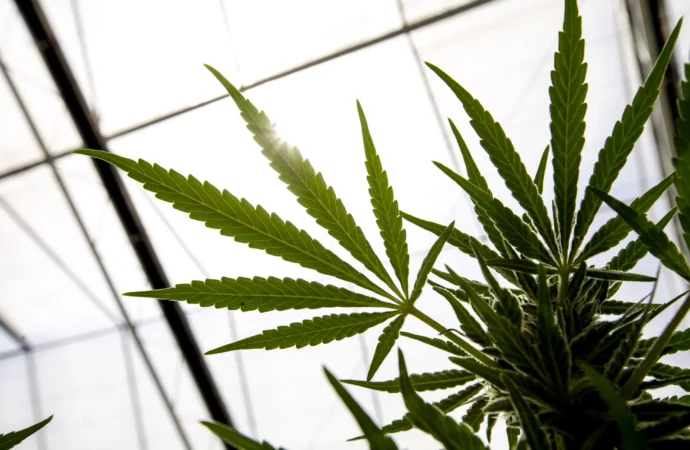 Cannabissciencetech.com: Legalizace konopí v Německu čeká nová kontrola