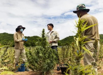 Tyden.cz: Thajsko zvažuje, že rekreační užívání marihuany znovu ilegalizuje