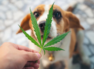 ct24.ceskatelevize.cz: Průzkum ukázal, že Dánové často léčí své psy látkami z Cannabis
